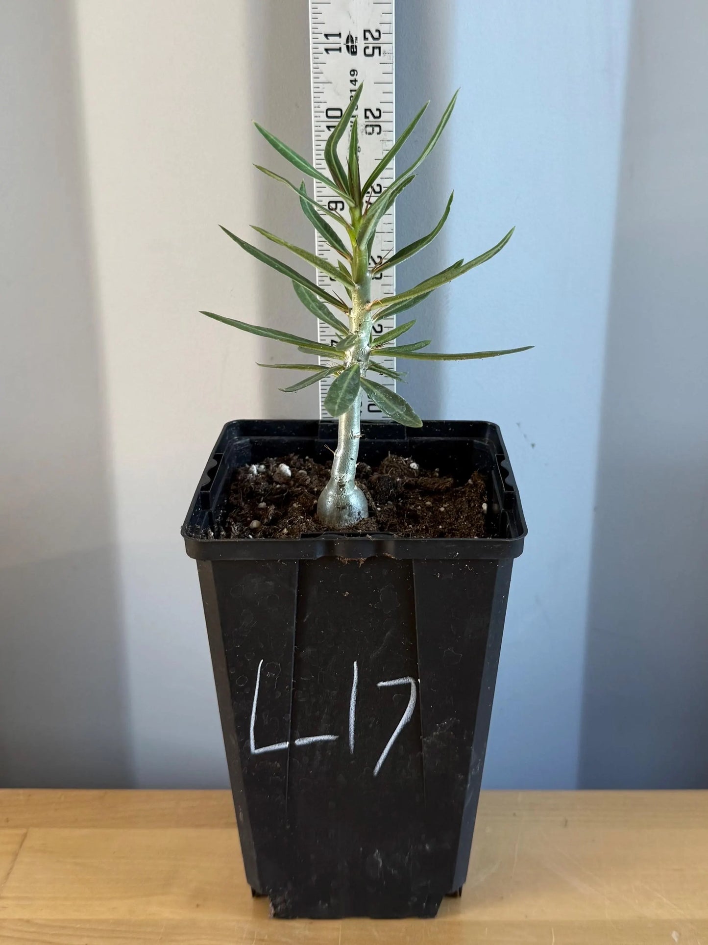 4-inch Pachypodium bispinosum (L17)