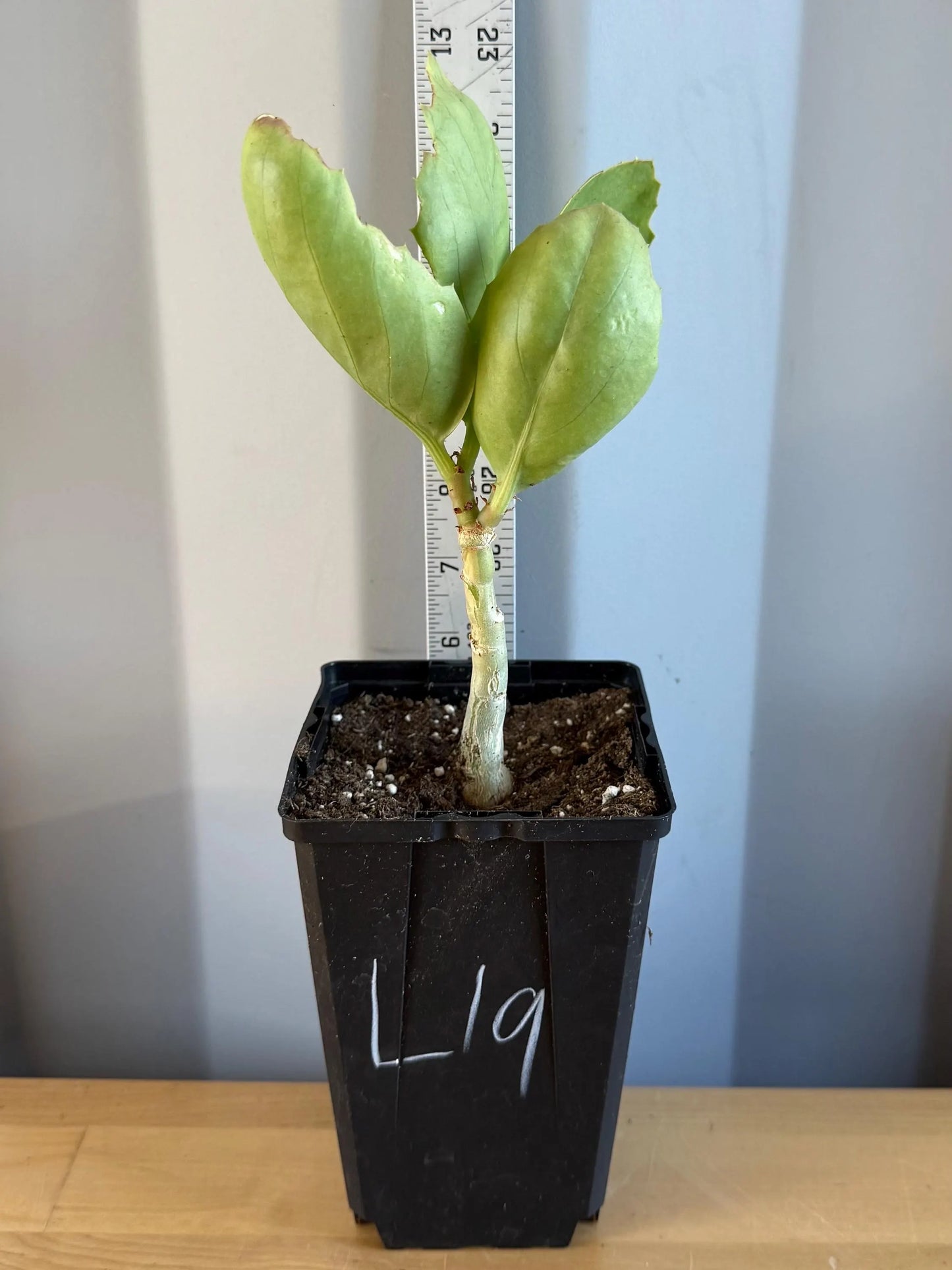 4-inch Cyphostemma cirrhosum (L19)