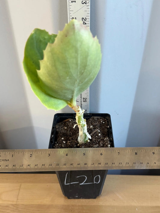 4-inch Cyphostemma cirrhosum (L20)