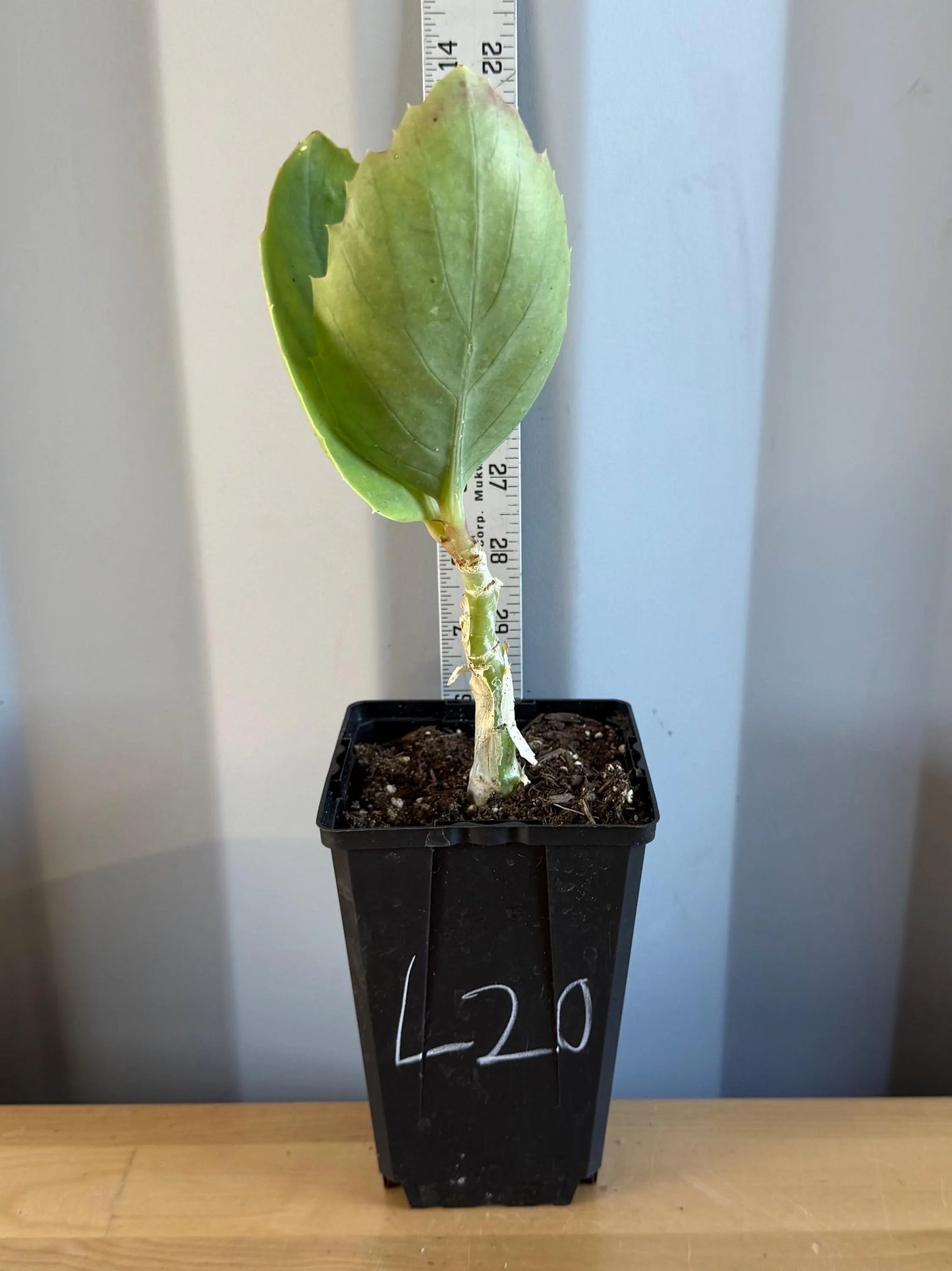 4-inch Cyphostemma cirrhosum (L20)