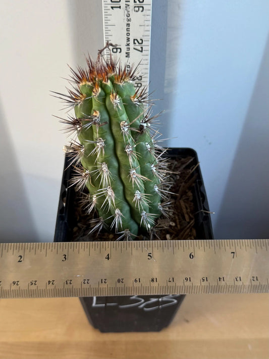 Cleistocactus fieldianus (L33)