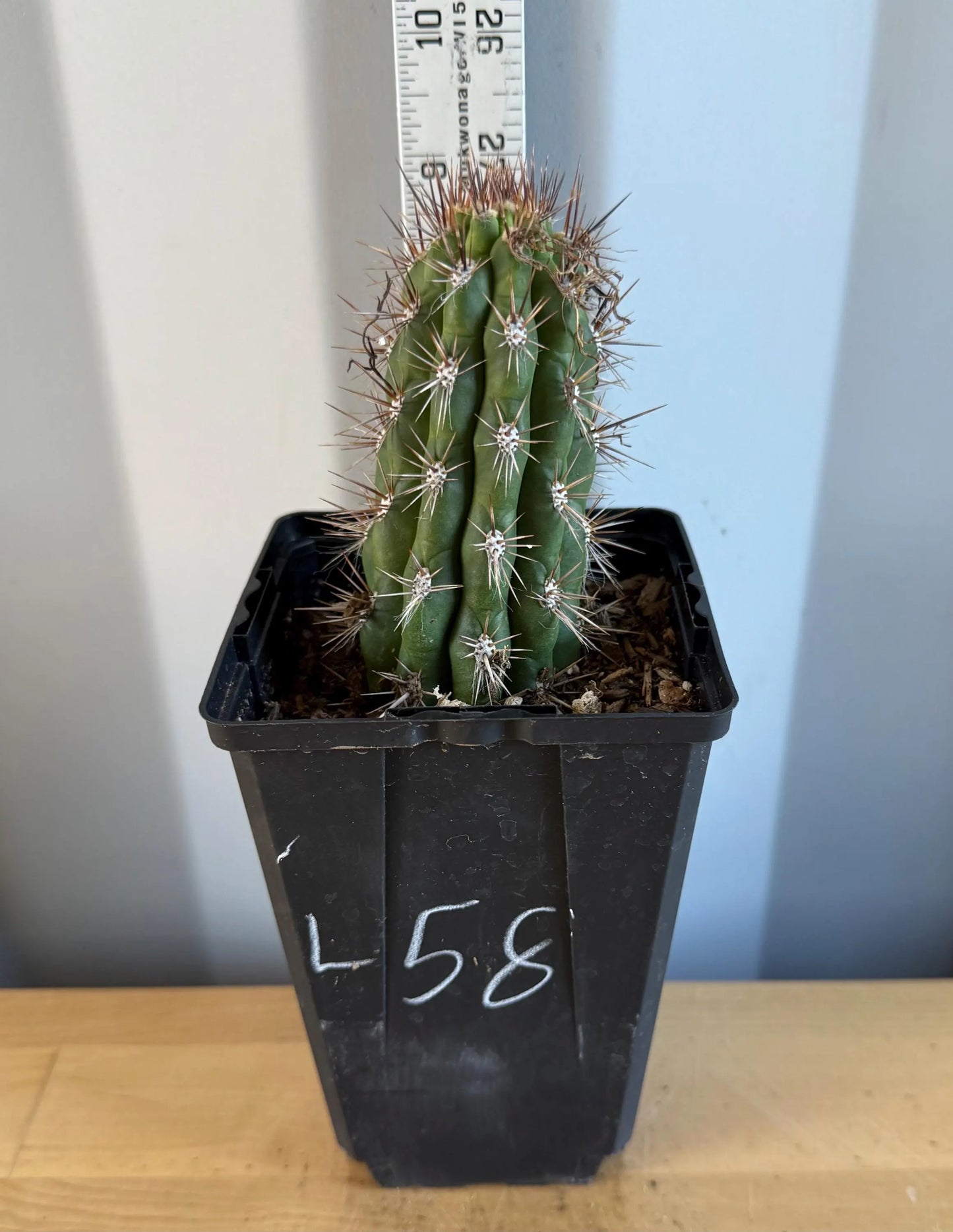 Cleistocactus fieldianus (L58)