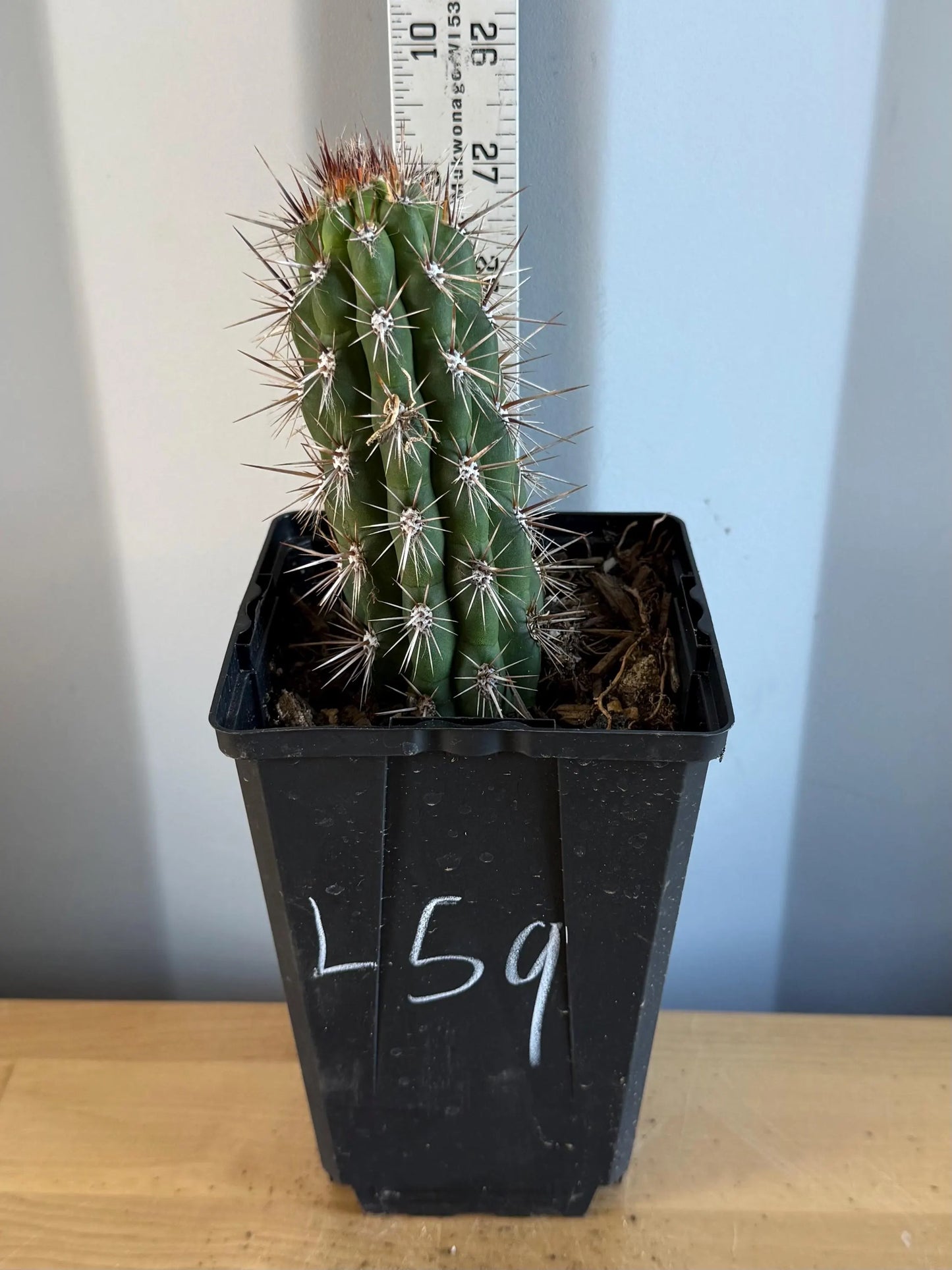 Cleistocactus fieldianus (L59)