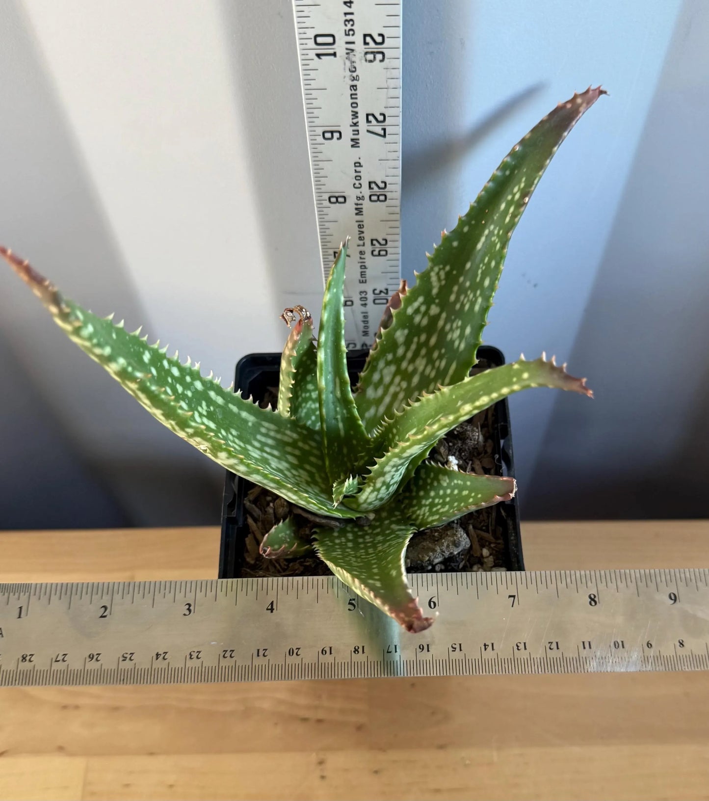 Aloe 'Cynthia Giddy' (L2)