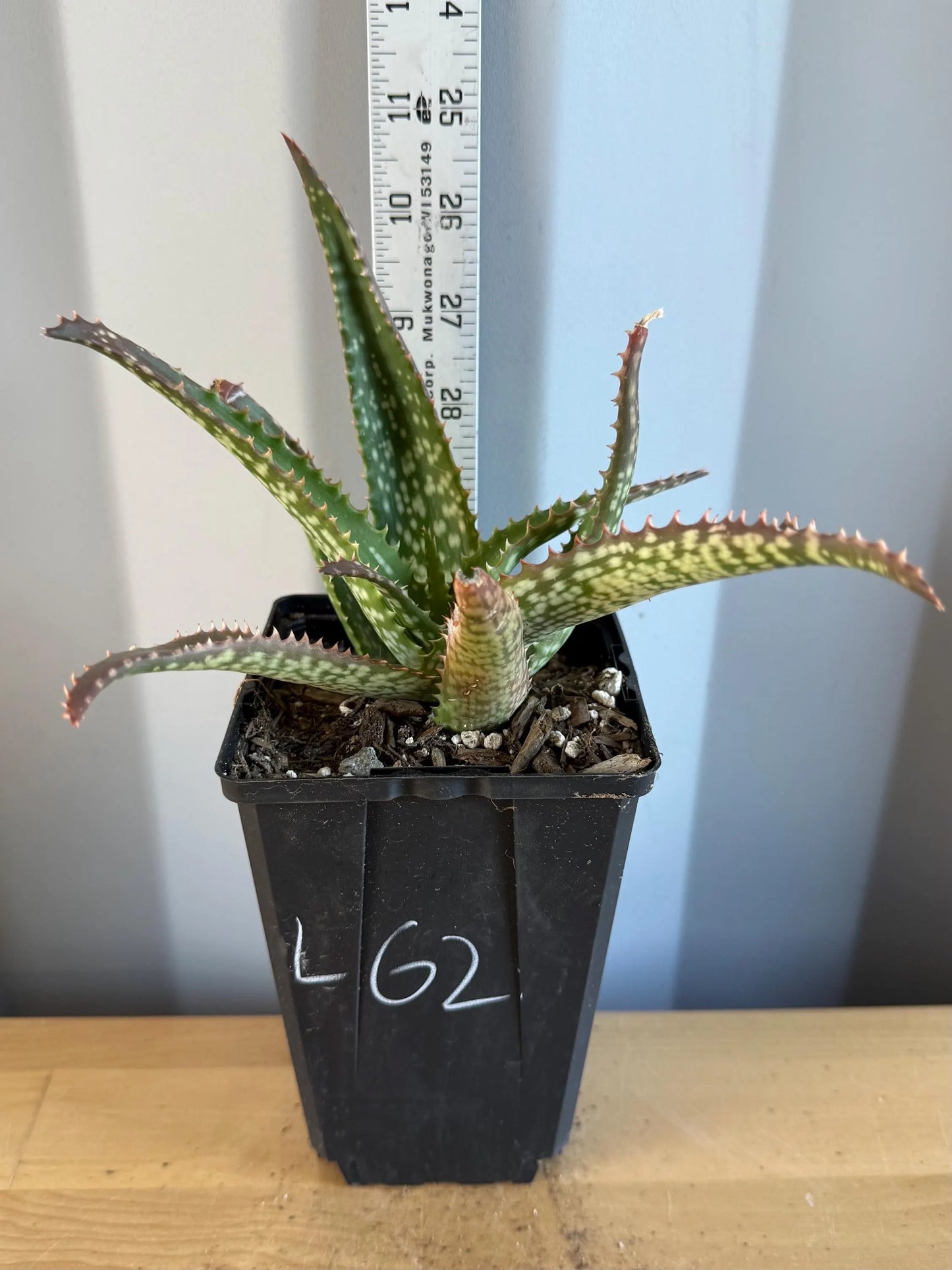 Aloe 'Cynthia Giddy' (L62)