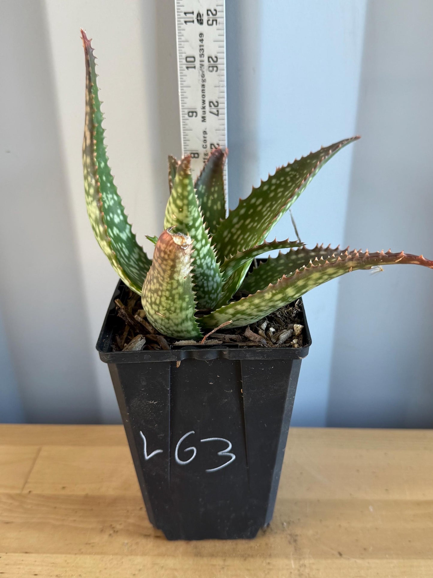 Aloe 'Cynthia Giddy' (L63)