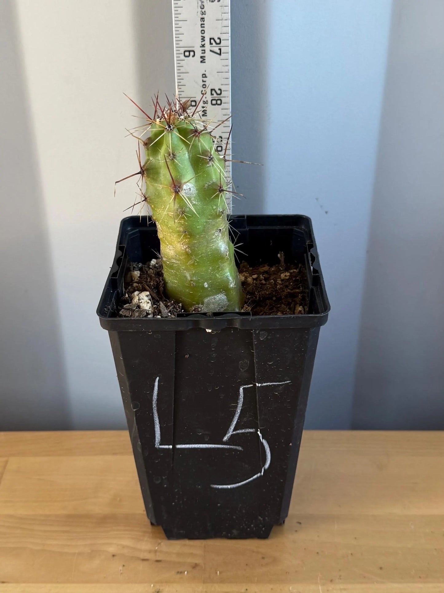 Echinocereus pentalophus (L5) | 'Lady Finger' Cactus