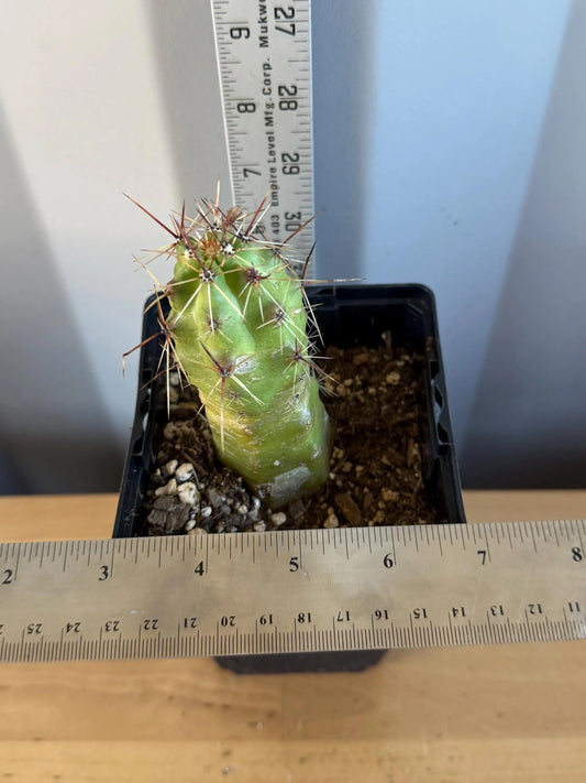 Echinocereus pentalophus (L5) | 'Lady Finger' Cactus