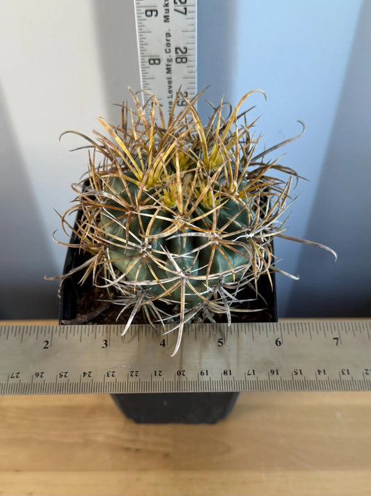 SUPER RARE Yellow Ferocactus | Ferocactus chrysacanthus (L13)