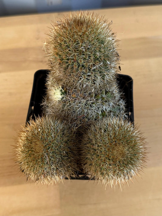 Mammillaria Cluster (L35)