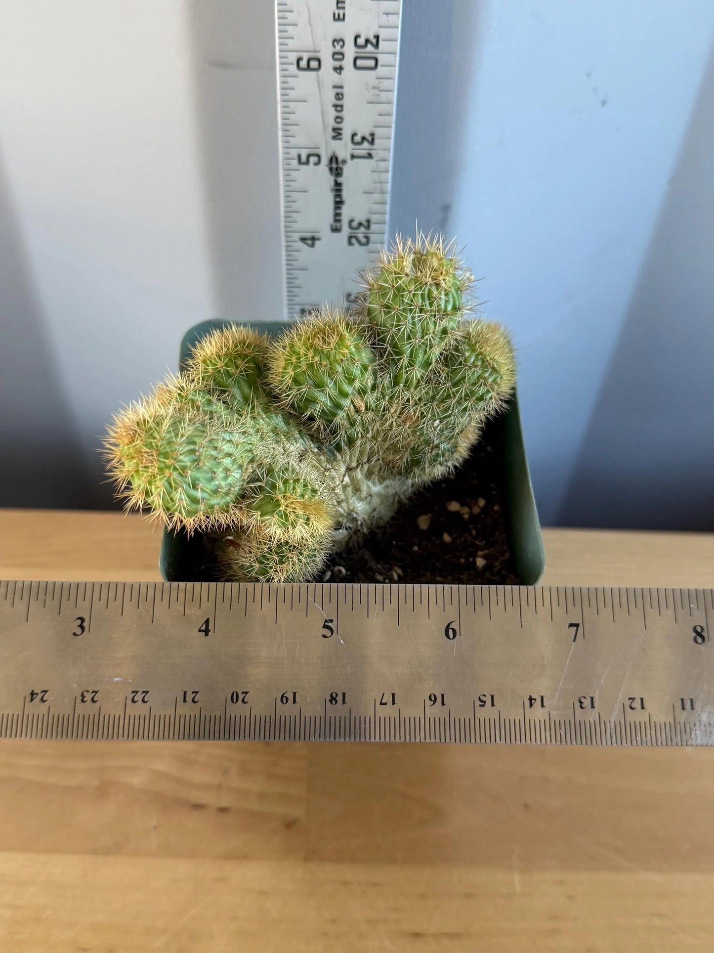 Crested Golden 'Rat Tail' Cactus | Cleistocactus winteri cristata (L47)