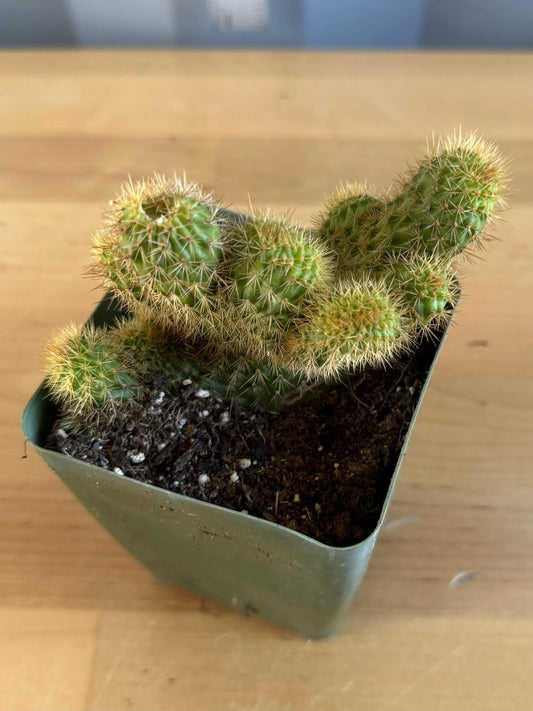 Crested Golden 'Rat Tail' Cactus | Cleistocactus winteri cristata (L47)