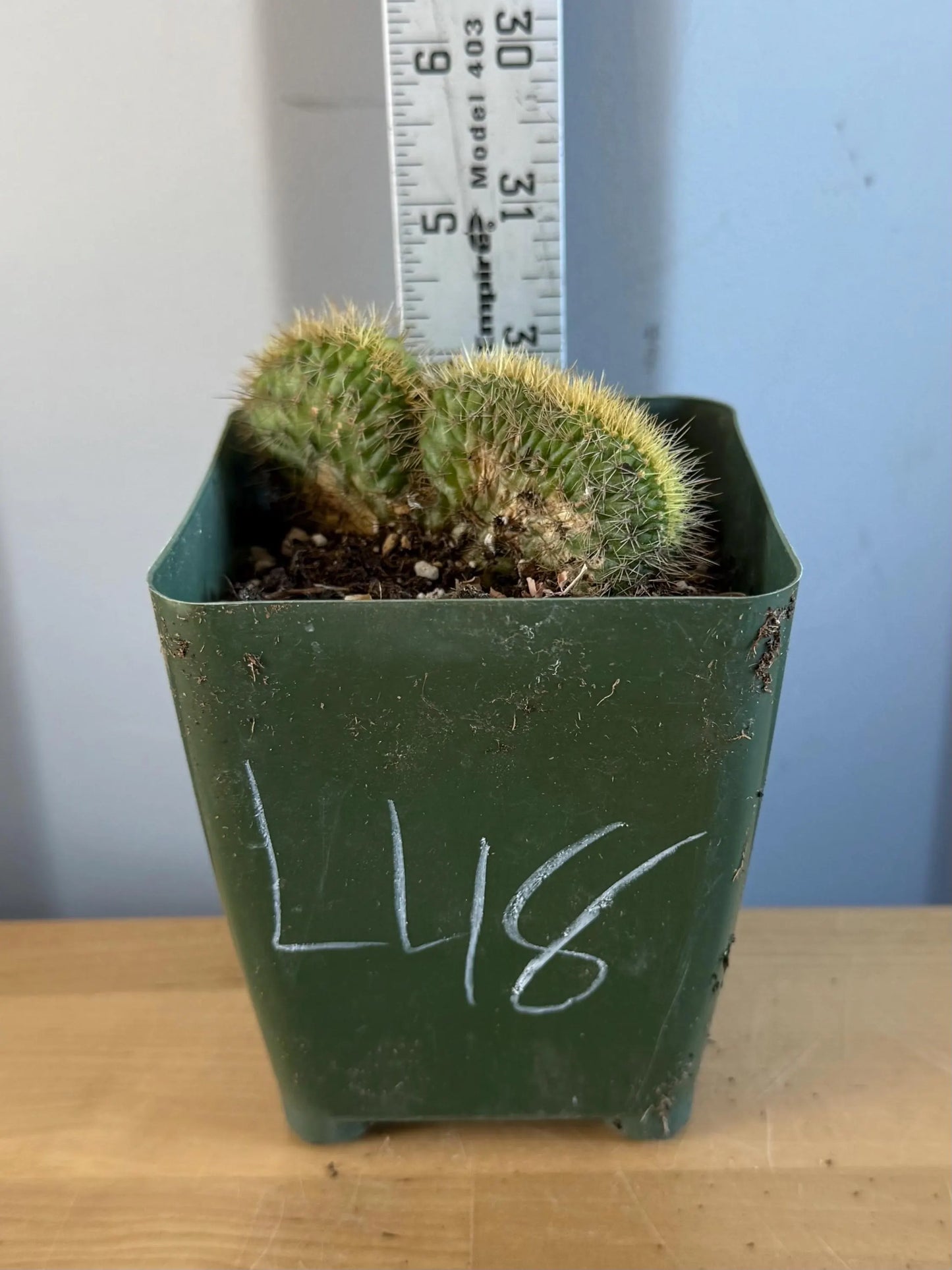 Crested Golden 'Rat Tail' Cactus | Cleistocactus winteri cristata (L48)