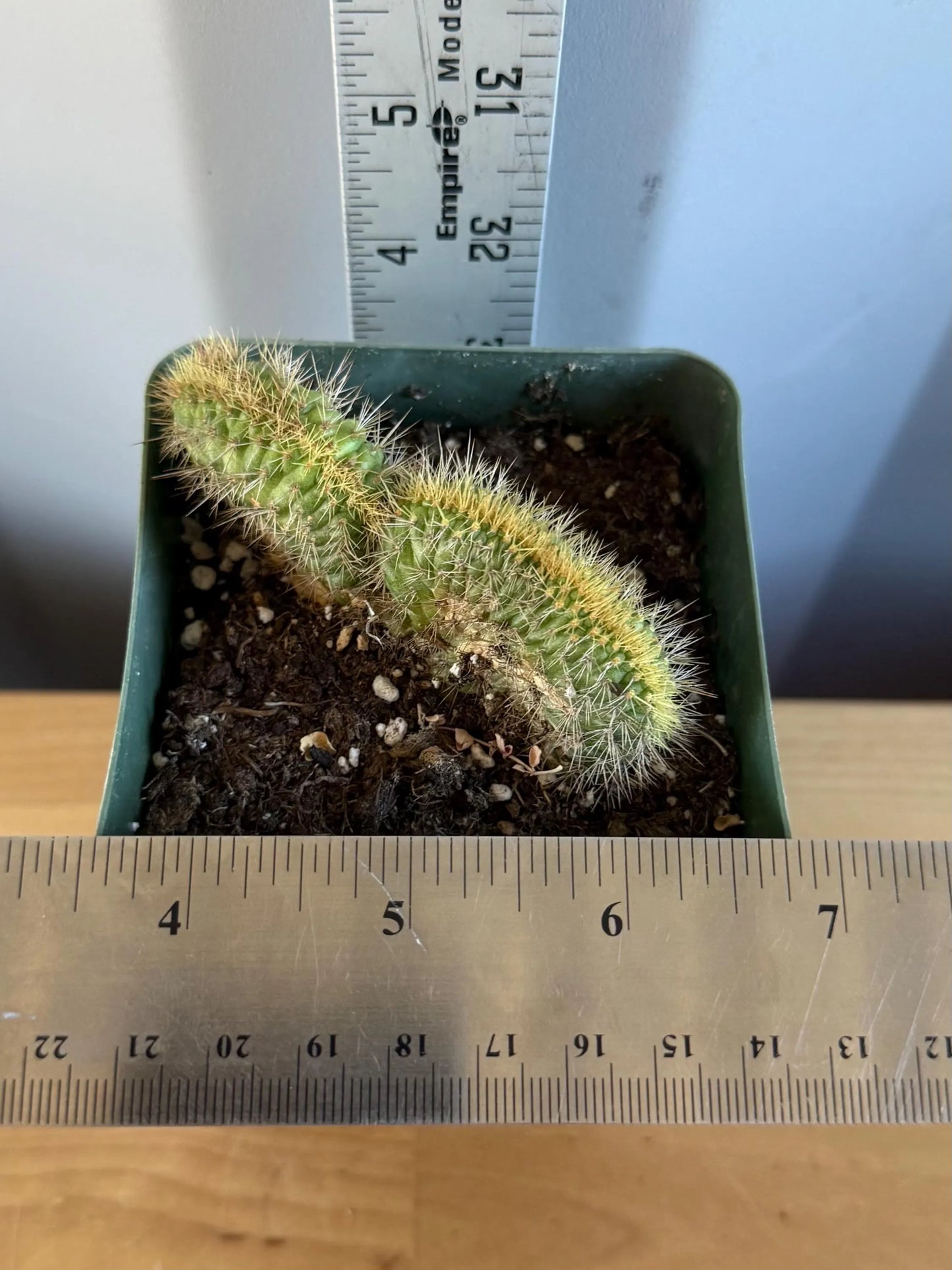 Crested Golden 'Rat Tail' Cactus | Cleistocactus winteri cristata (L48)