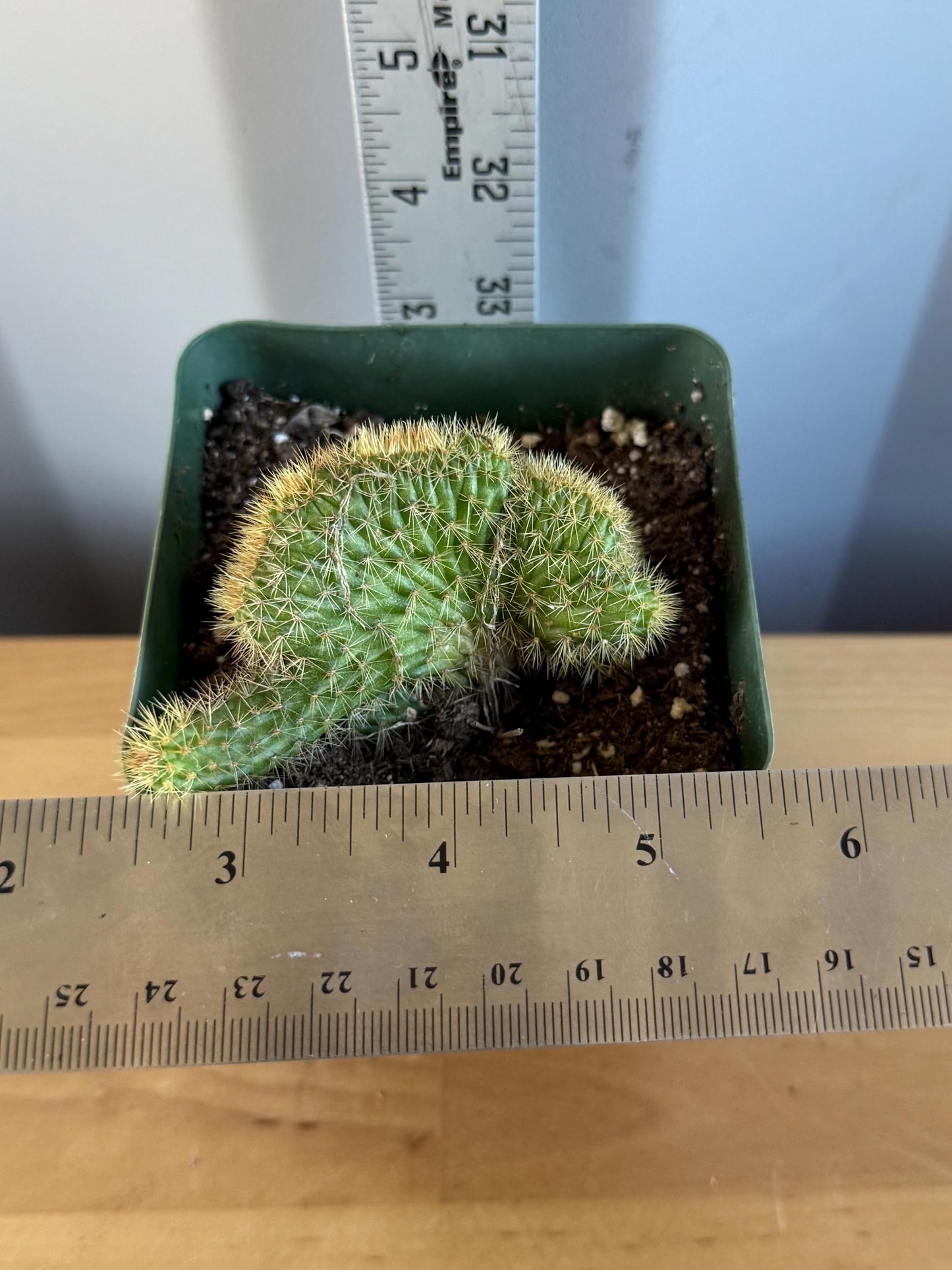 Crested Golden 'Rat Tail' Cactus | Cleistocactus winteri cristata (L49)