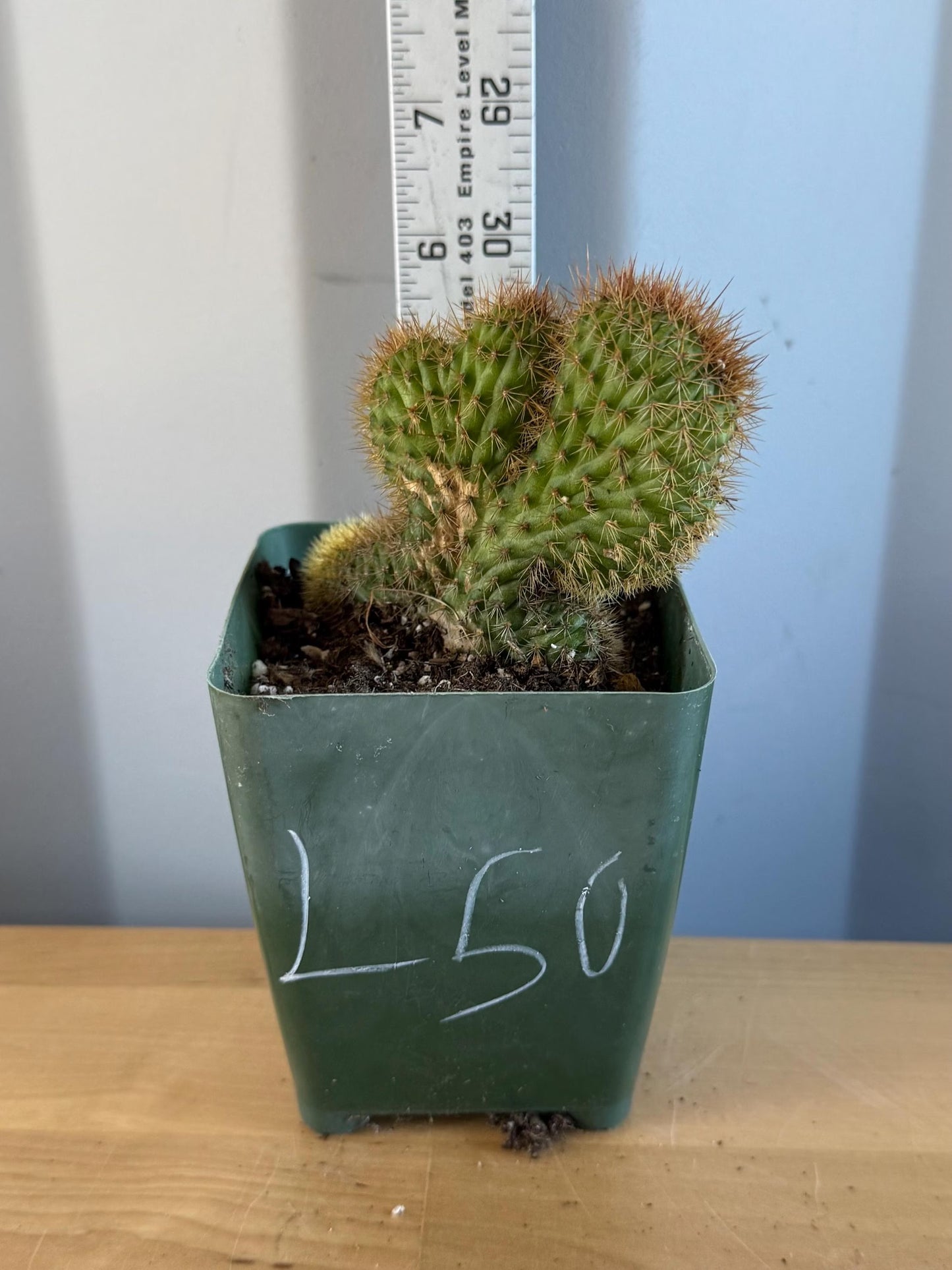 Crested Golden 'Rat Tail' Cactus | Cleistocactus winteri cristata (L50)