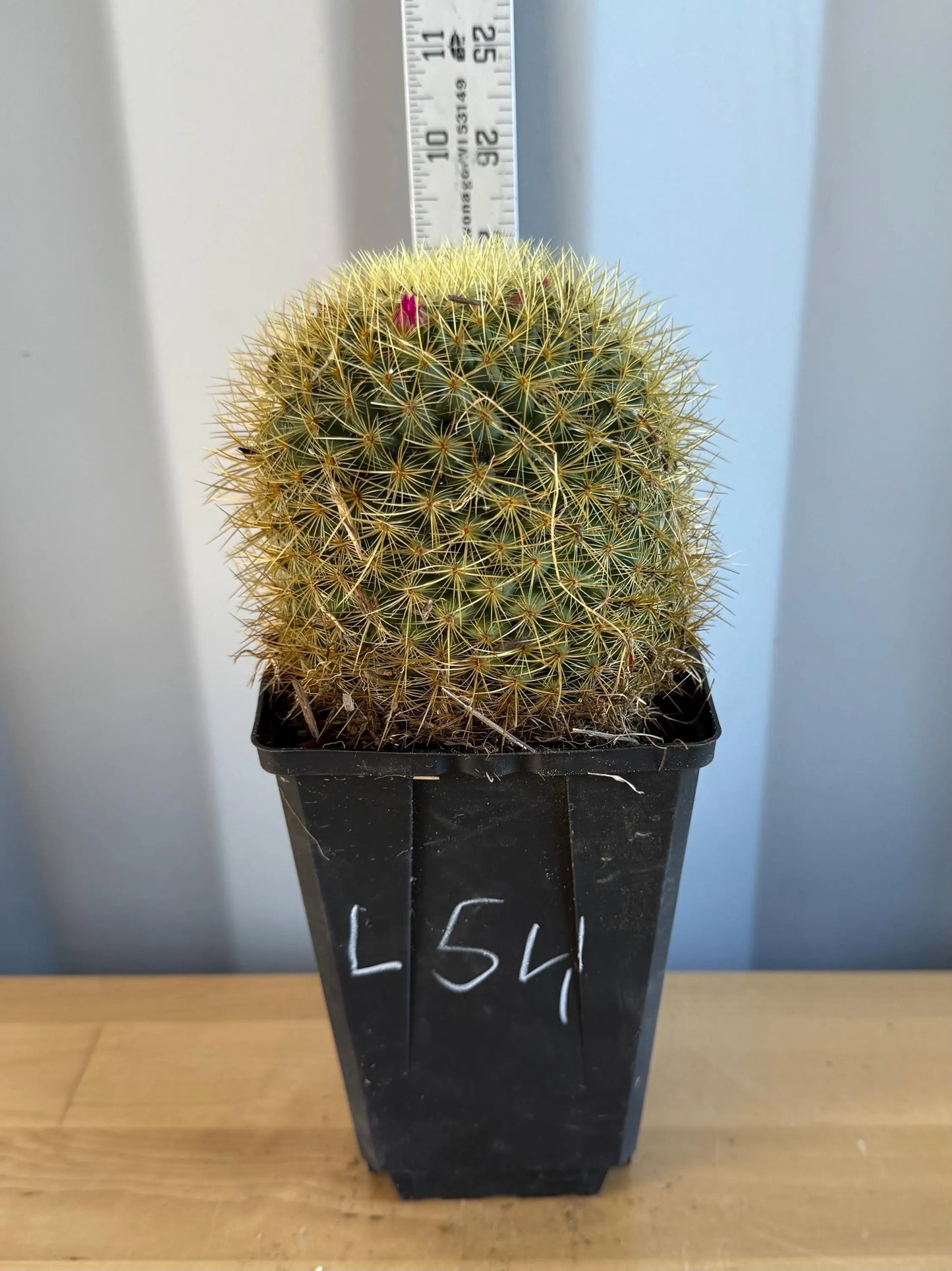 Mammillaria (L54)