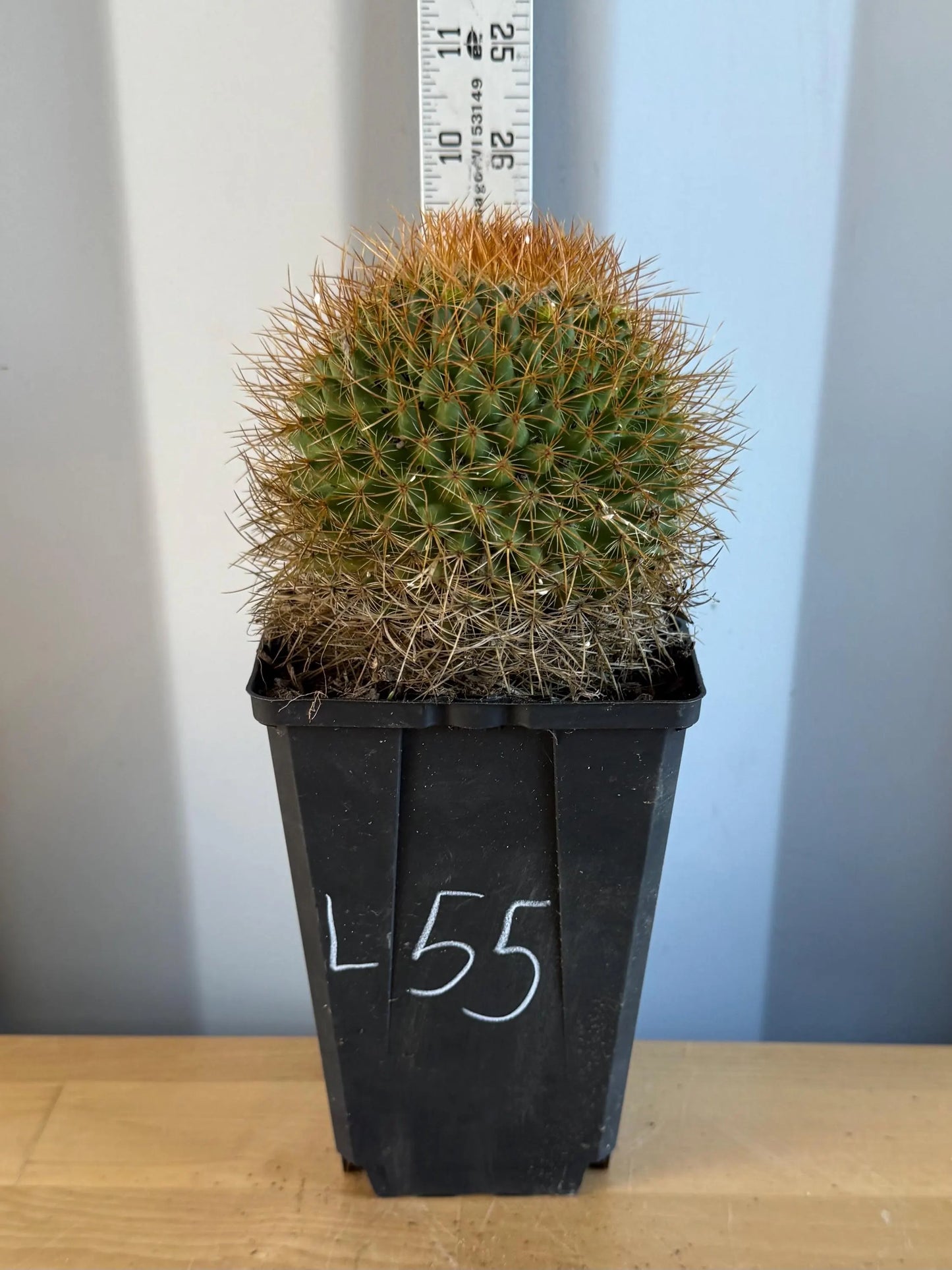 Mammillaria (L55)