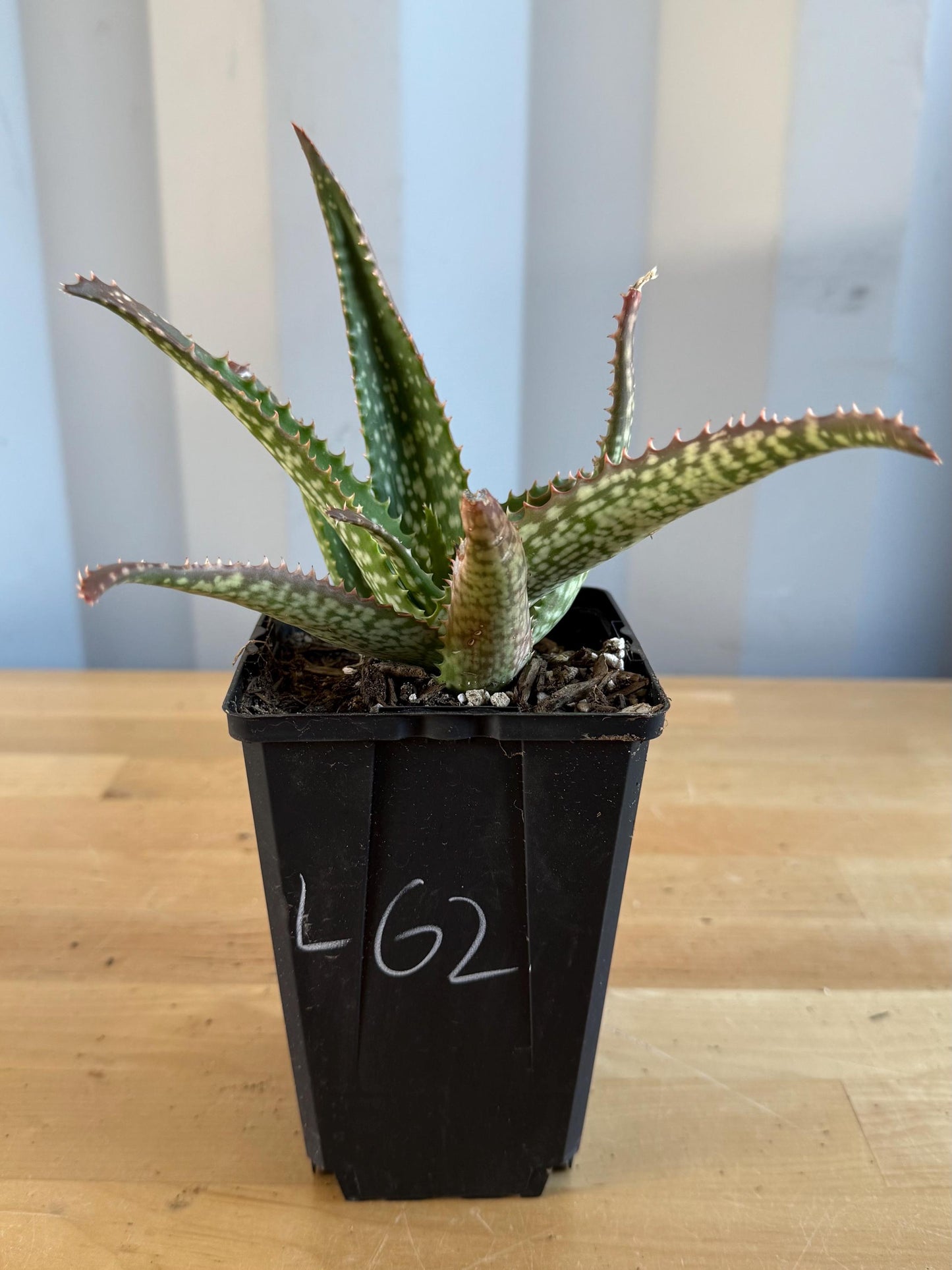 Aloe 'Cynthia Giddy' (L62)