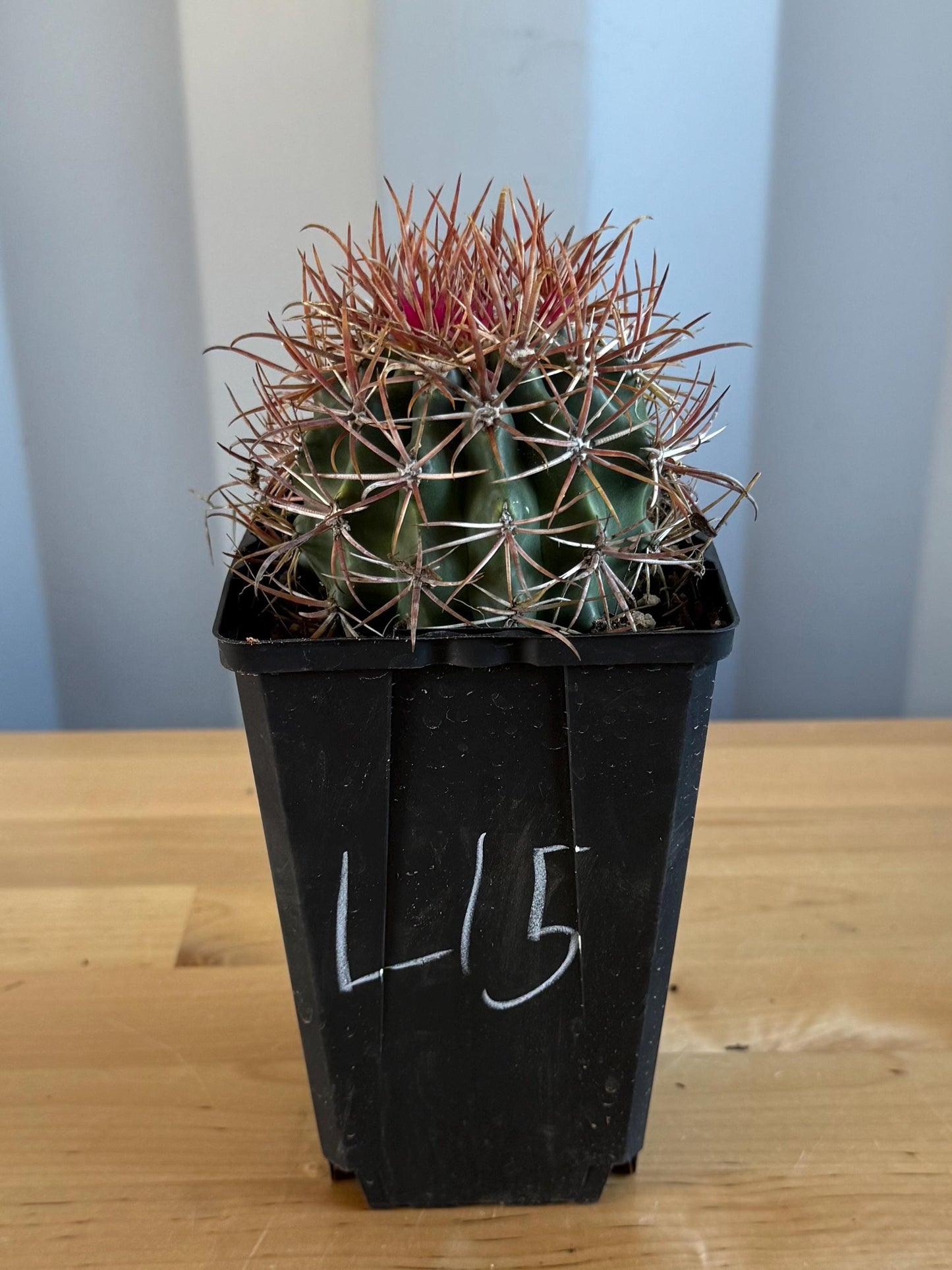 SUPER RARE Red Ferocactus | Ferocactus chrysacanthus var. rubrispinus (L15)