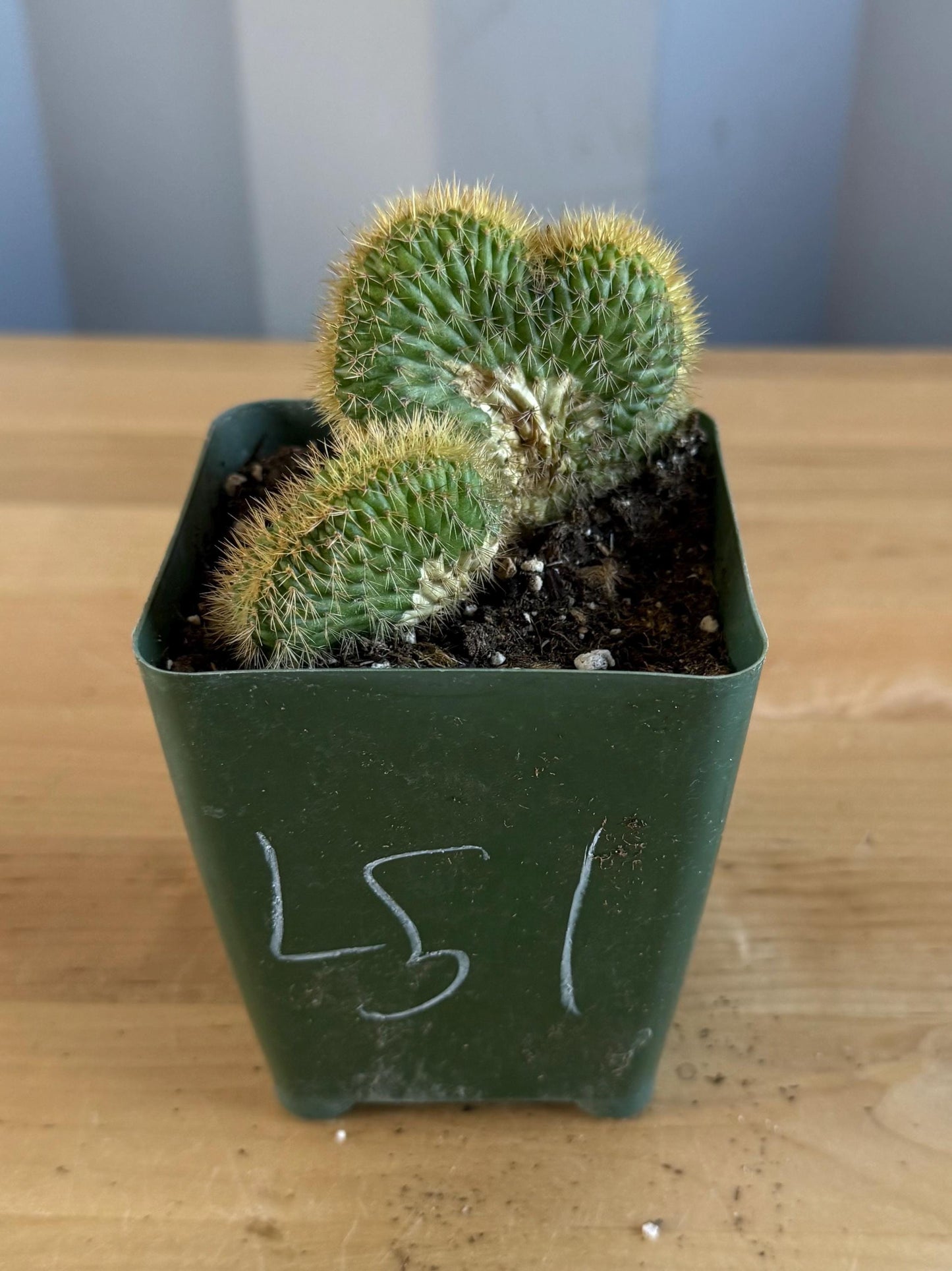 Crested Golden 'Rat Tail' Cactus | Cleistocactus winteri cristata (L51)