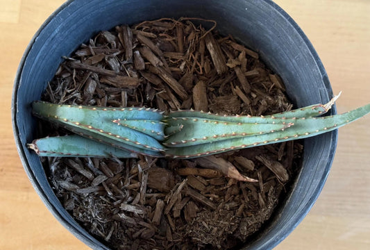Mustache Aloe LL16 | Aloe suprafoliata