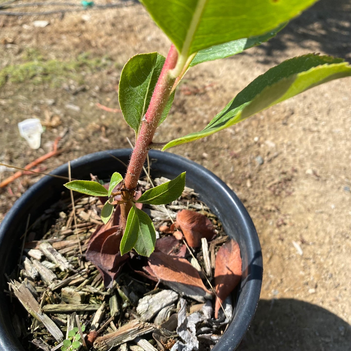 1gal Killarney Strawberry Tree | Arbutus unedo