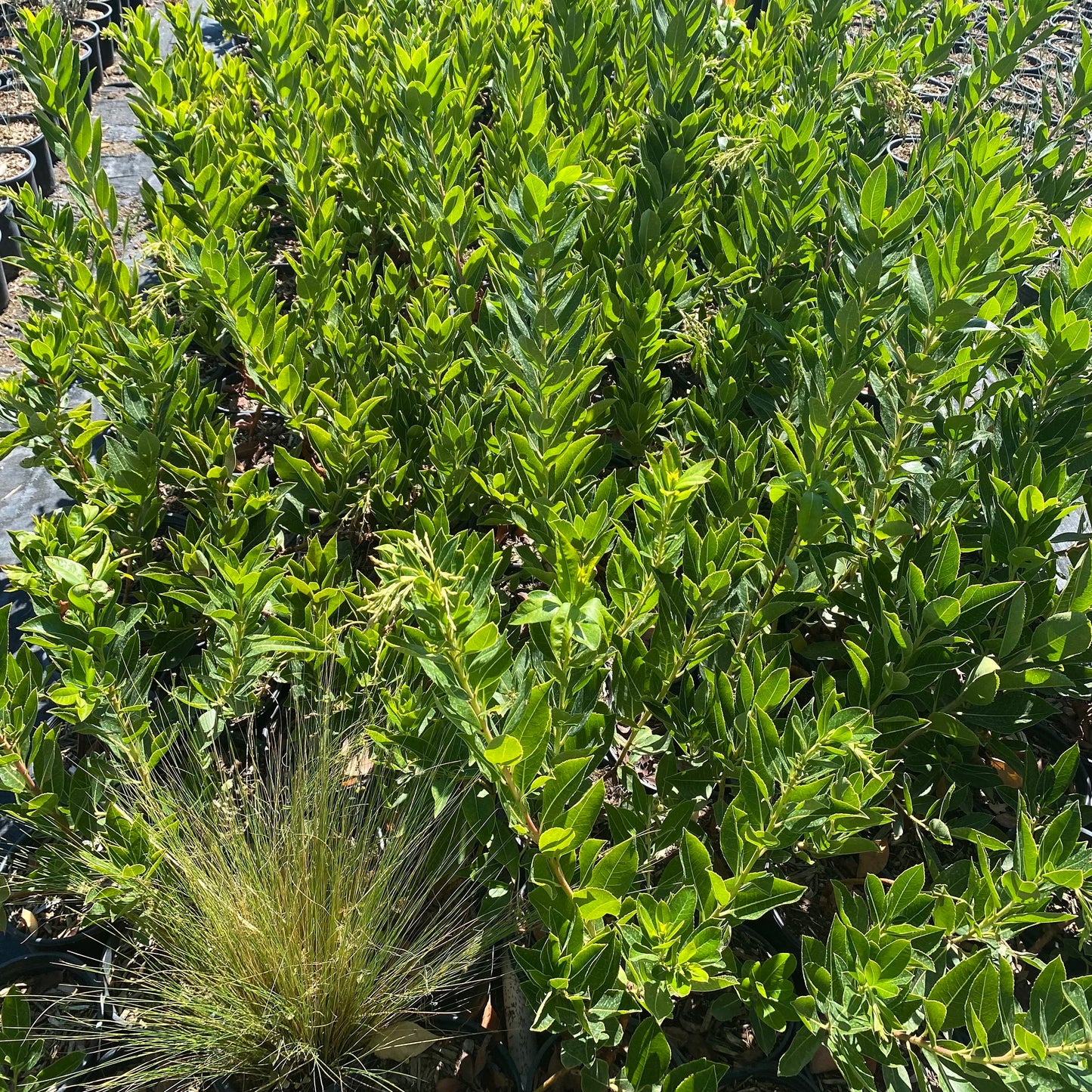 1gal Killarney Strawberry Tree | Arbutus unedo