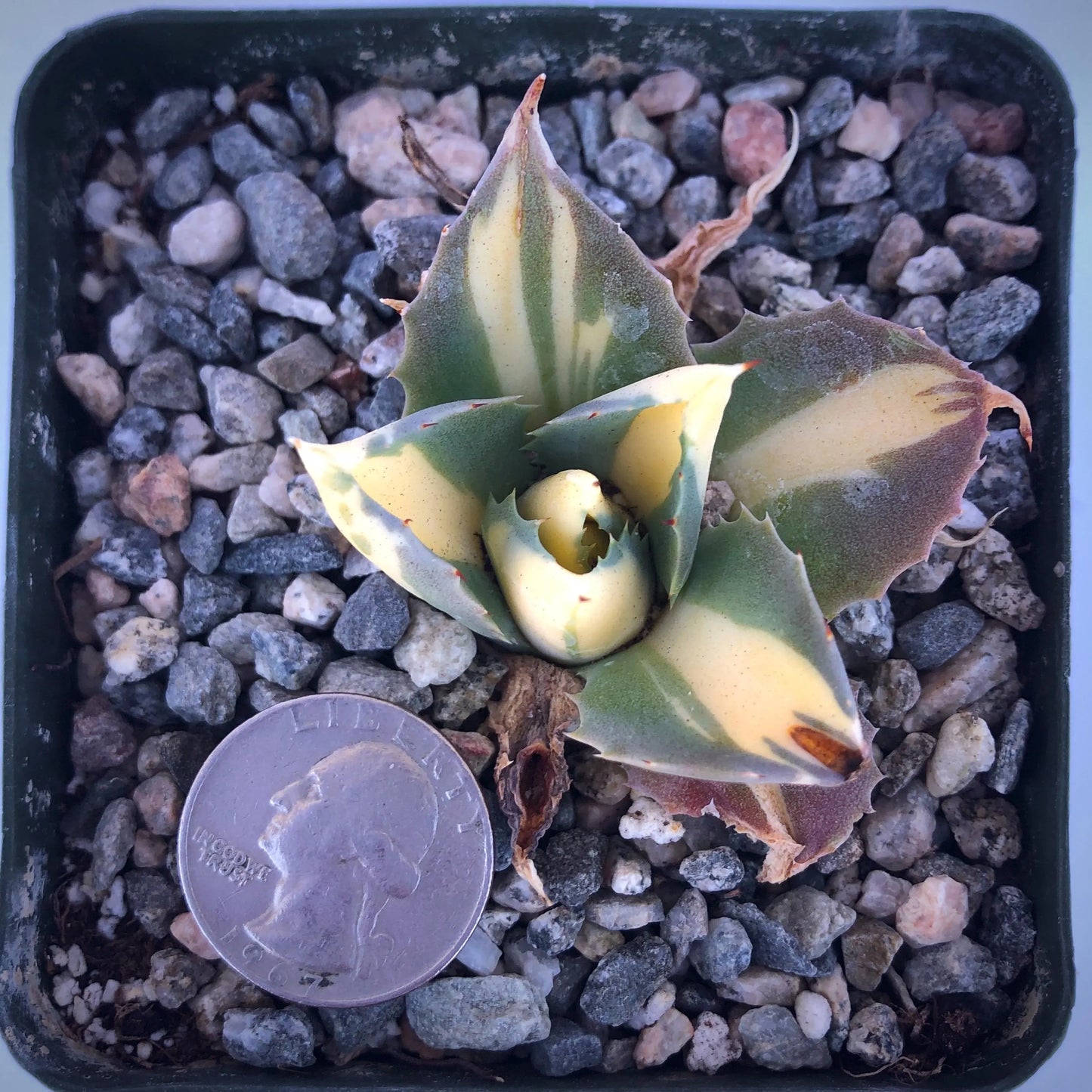 4-inch Variegated Agave isthmensis
