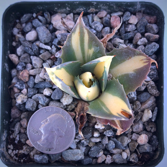 4-inch Variegated Agave isthmensis