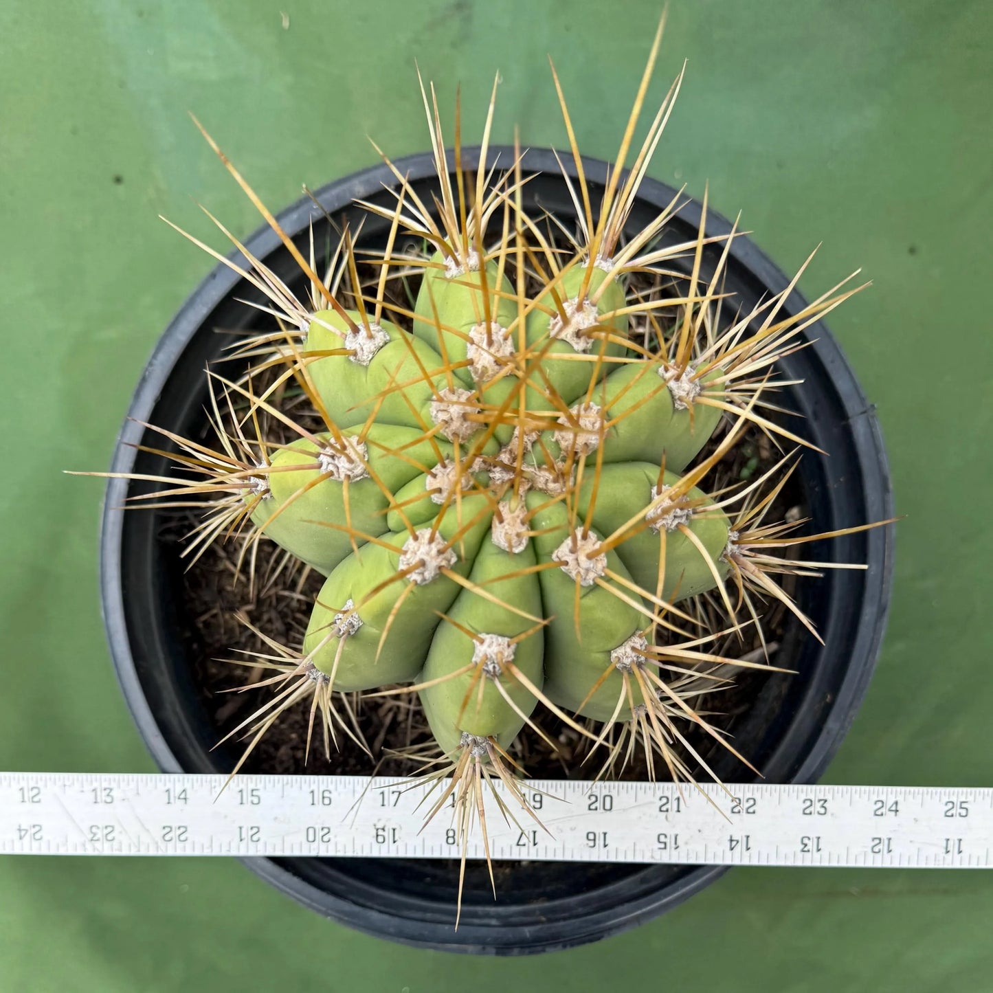 Echinopsis terscheckii (LL15)