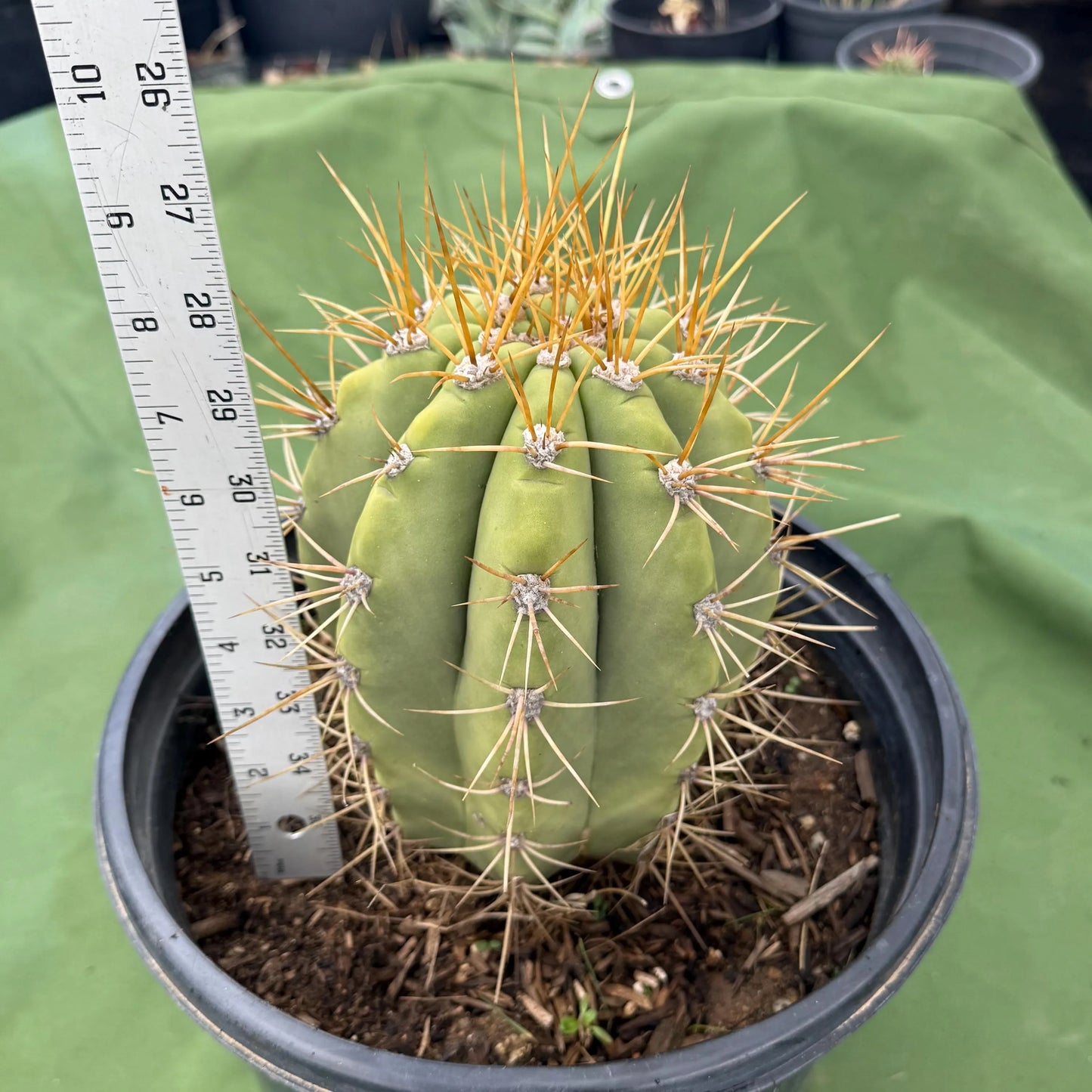 Echinopsis terscheckii (LL15)