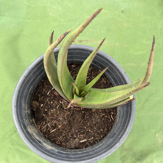 Wickens' Aloe (LL21) | Aloe wickensii