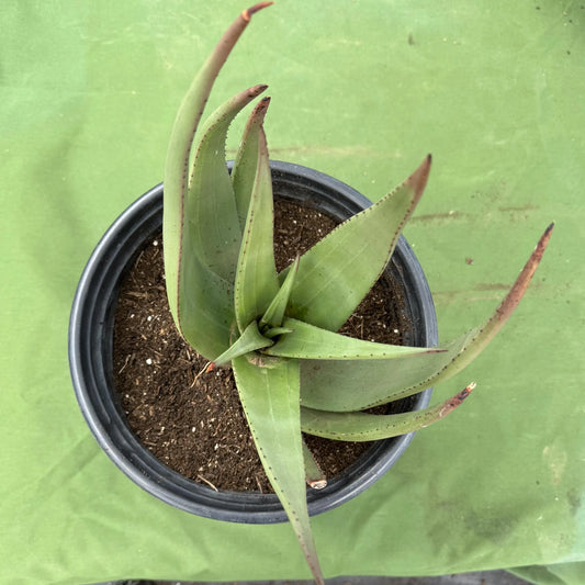 Wickens' Aloe (LL22) | Aloe wickensii