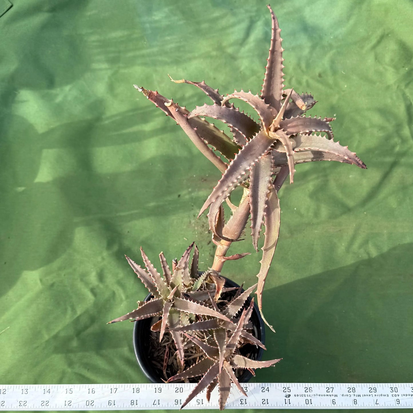 Aloe (LL30)