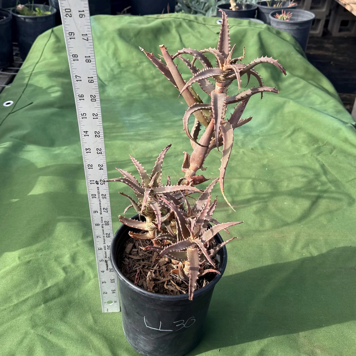 Aloe (LL30)