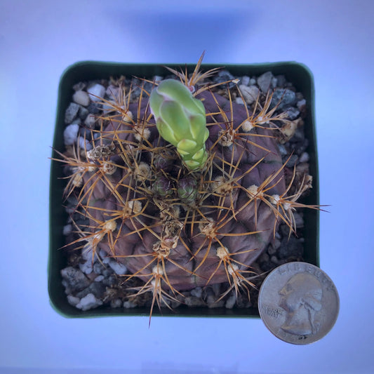 4-inch Gymnocalycium Faneuil var. tucavocense