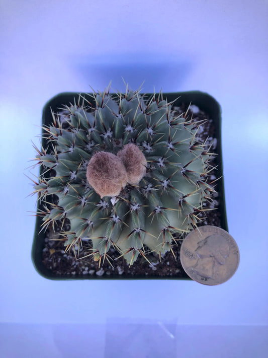 4-inch Notocactus buiningii | Parodia buiningii