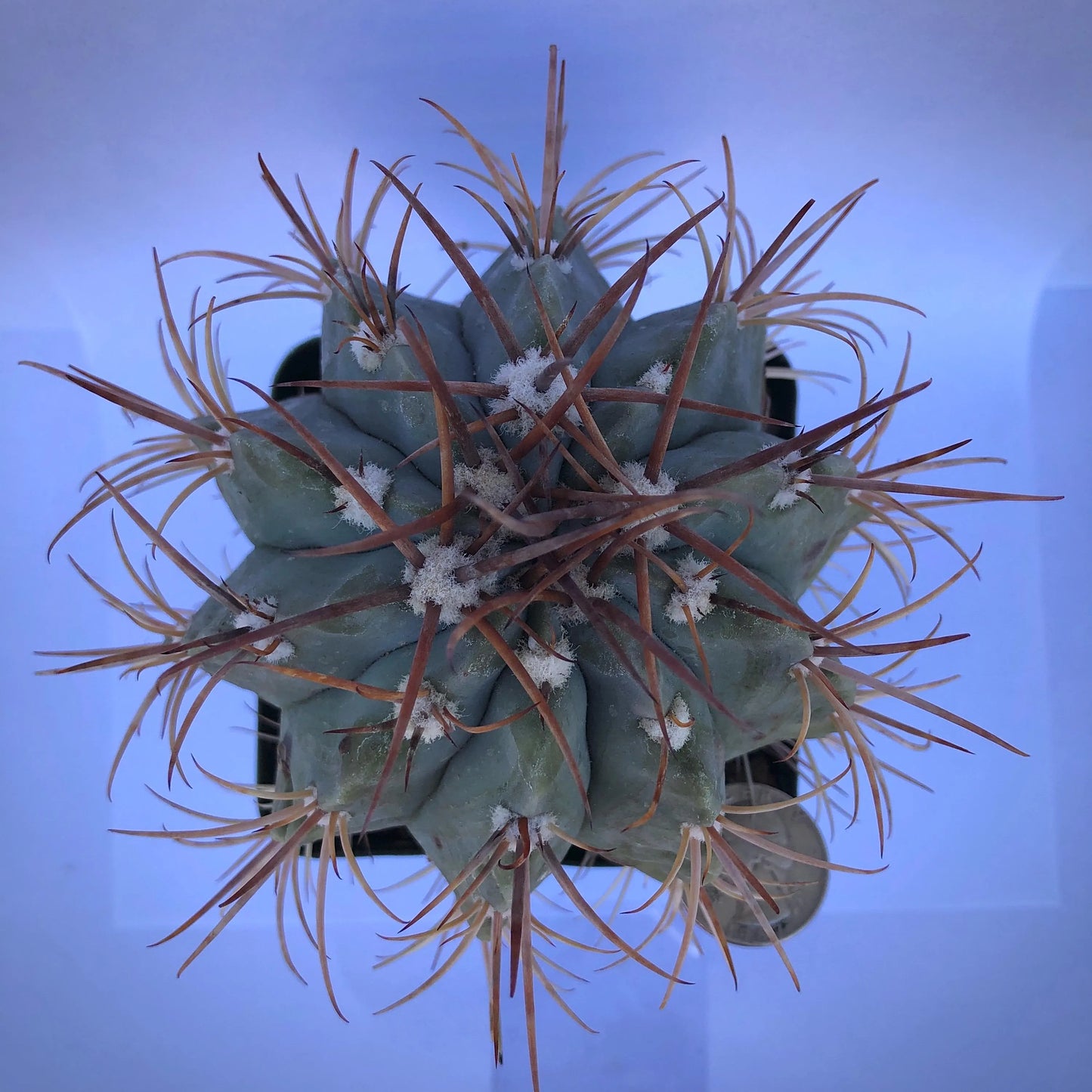 4-inch Turk's Cap Cactus | Melocactus azureus