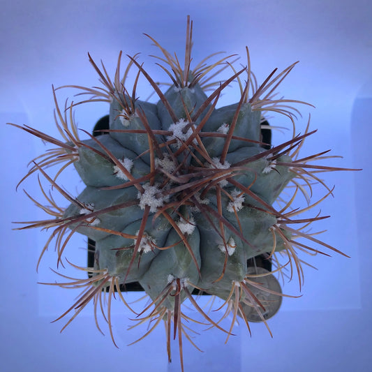 4-inch Turk's Cap Cactus | Melocactus azureus