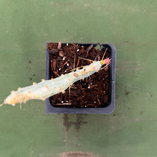 Variegated Prickly Pear (LL71) | Opuntia White Variegated Form