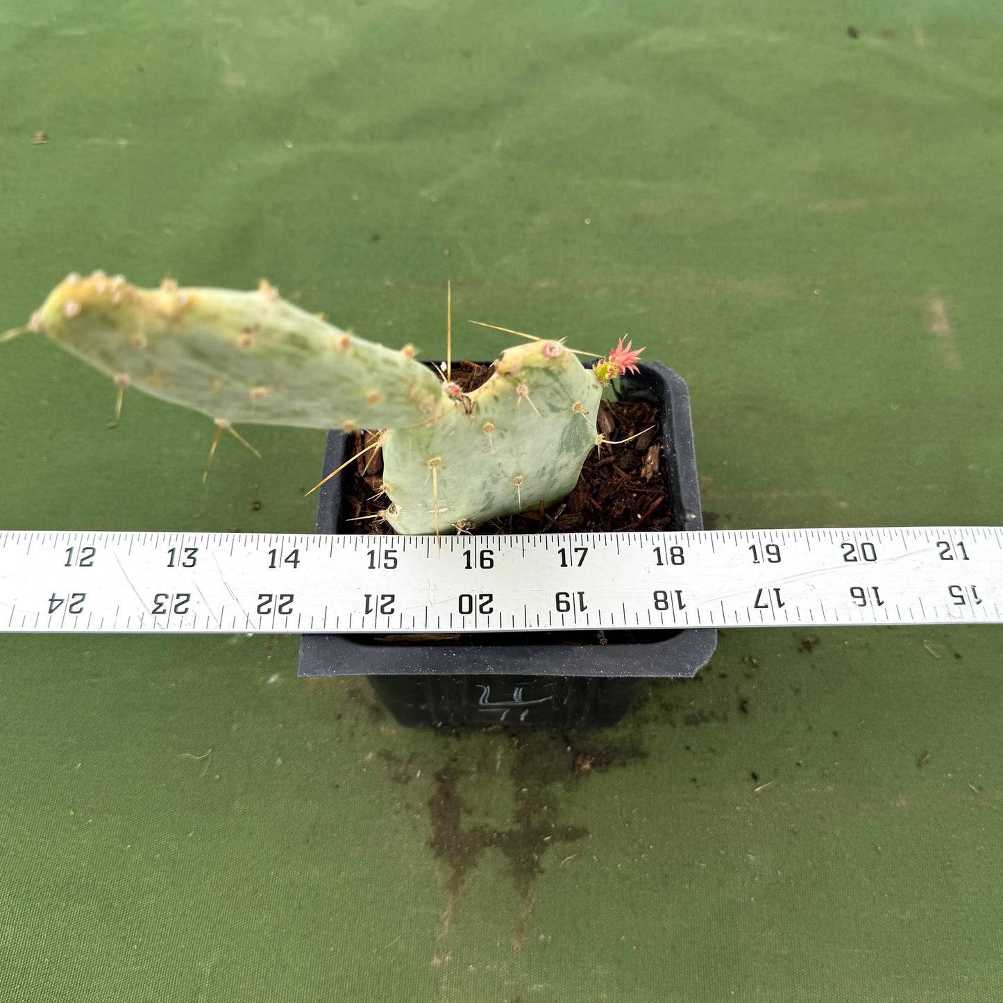 Variegated Prickly Pear (LL71) | Opuntia White Variegated Form