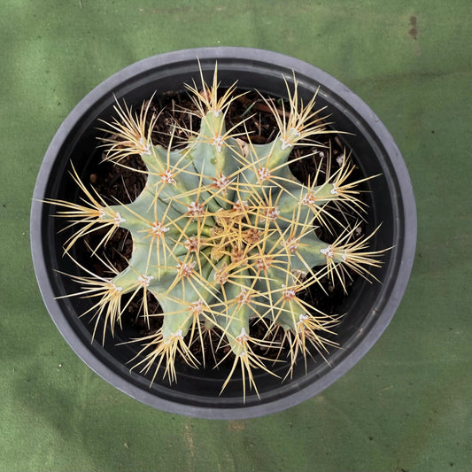 Glaucous Barrel Cactus (LL58) | Ferocactus glaucescens