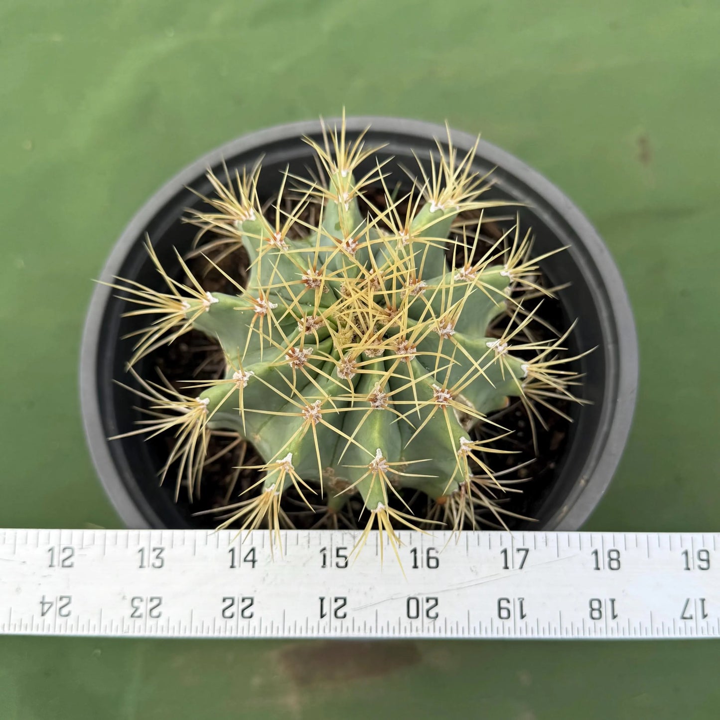 Glaucous Barrel Cactus (LL58) | Ferocactus glaucescens