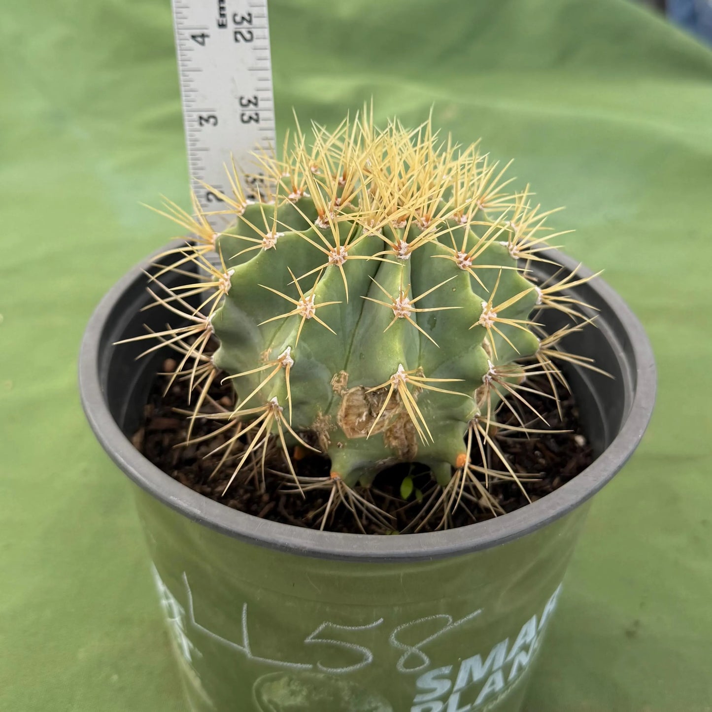Glaucous Barrel Cactus (LL58) | Ferocactus glaucescens