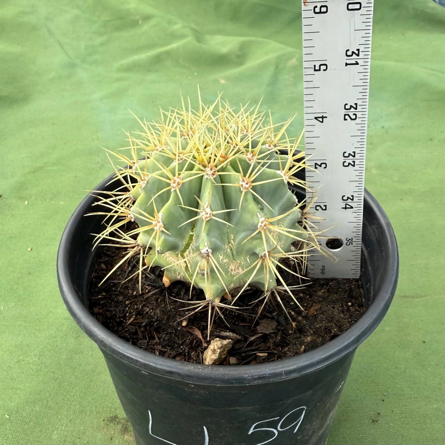 Glaucous Barrel Cactus (LL59) | Ferocactus glaucescens