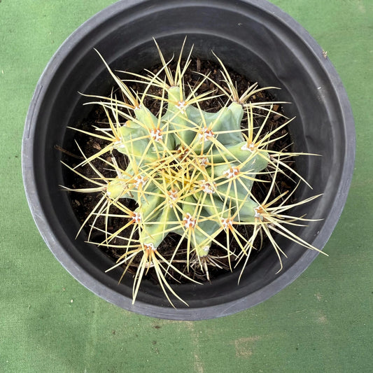 Glaucous Barrel Cactus (LL60) | Ferocactus glaucescens