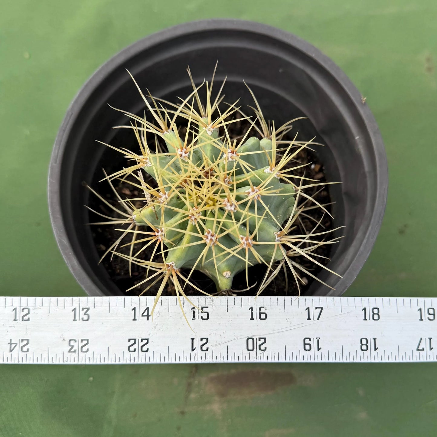 Glaucous Barrel Cactus (LL60) | Ferocactus glaucescens
