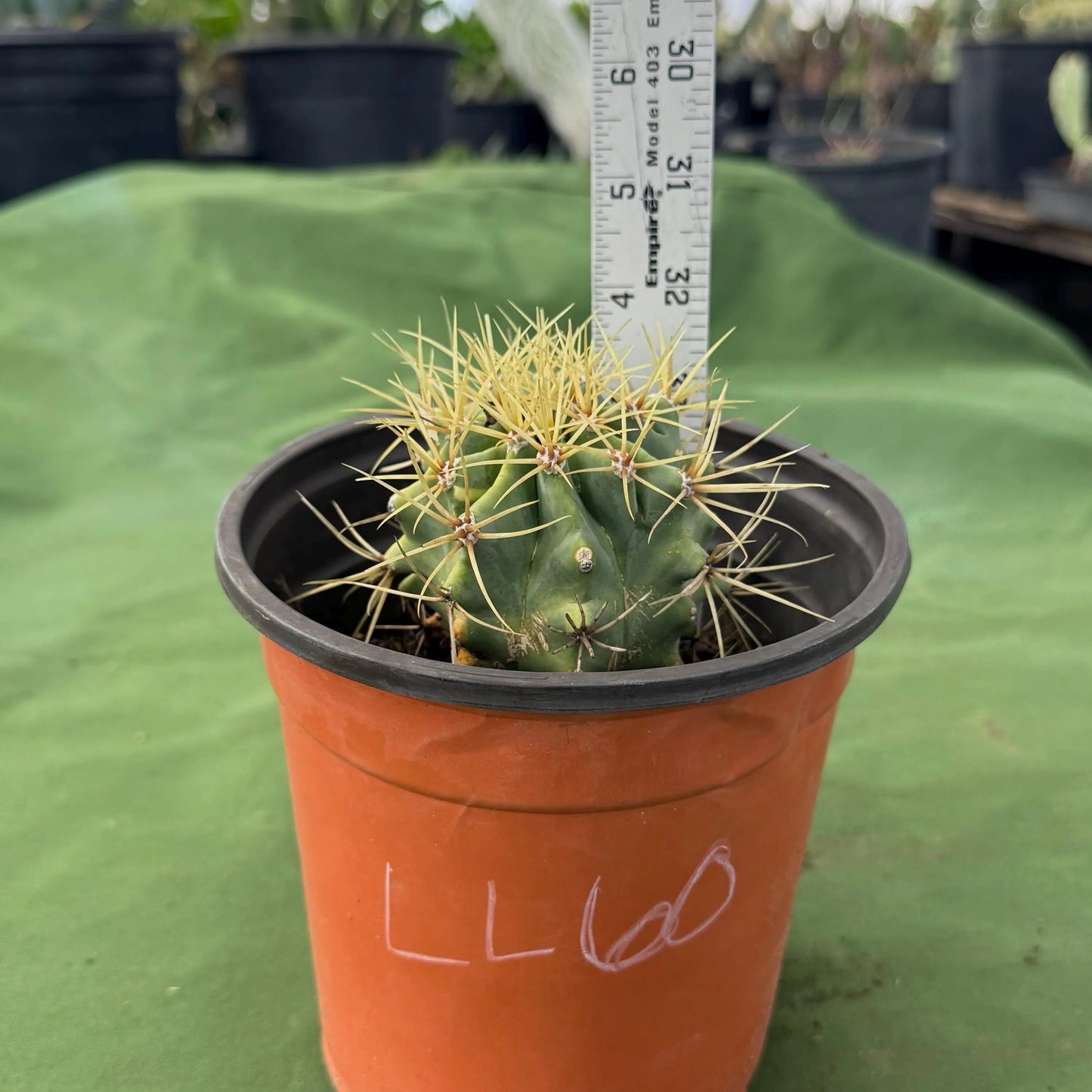 Glaucous Barrel Cactus (LL60) | Ferocactus glaucescens