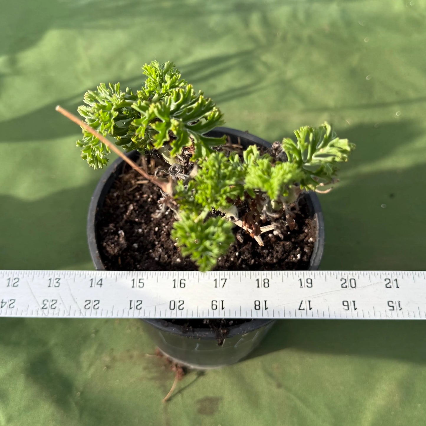Pelargonium carnosum (LL45)